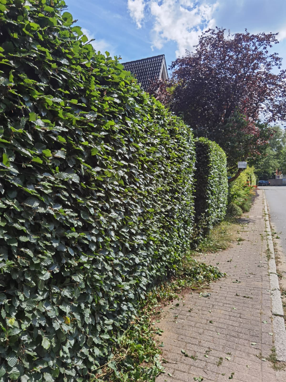 Überwachsene Hecke in Form geschnitten – Nachher