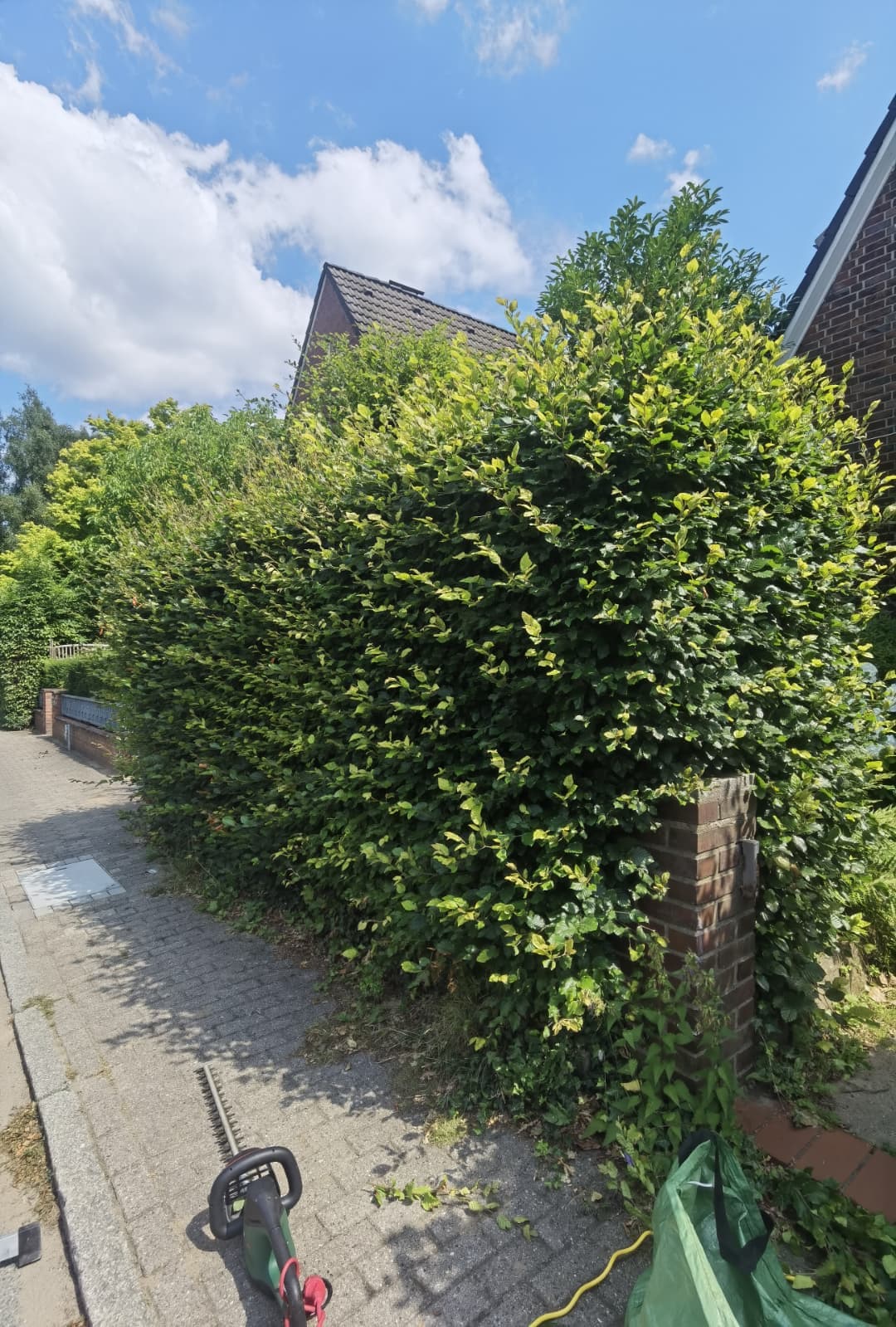 Überwachsene Hecke in Form geschnitten – Vorher
