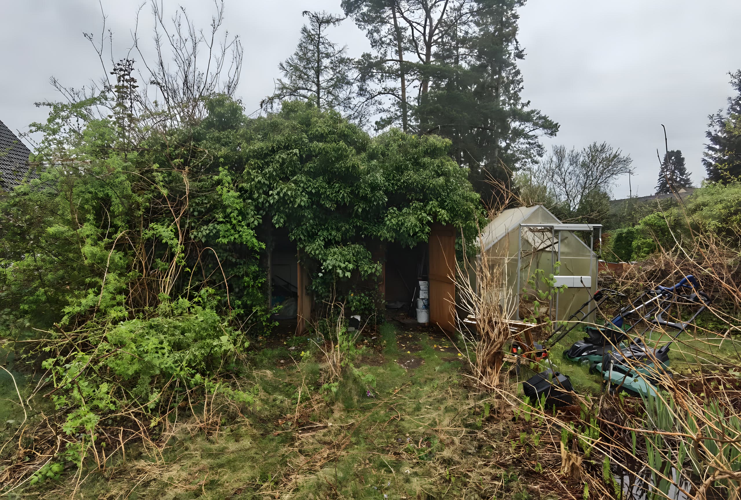 Verwilderter Garten freigeschnitten und aufgeräumt – Vorher